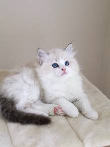 Pure Ragdoll Seal Lynx Bicolor 