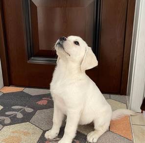 Ladrador Retriever