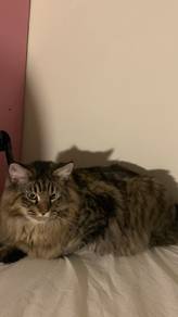 Purebreed siberian 9 months old 