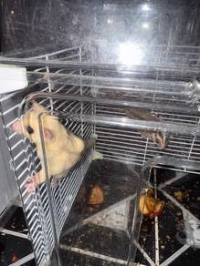 sugar glider male