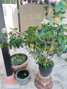 Healthy Blooming Gardenia plant