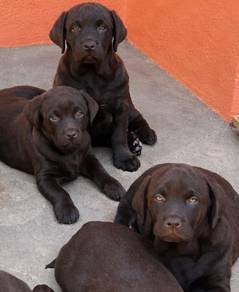 Labrador retriever puppies 