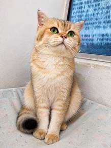 British shorthair Golden Shaded 