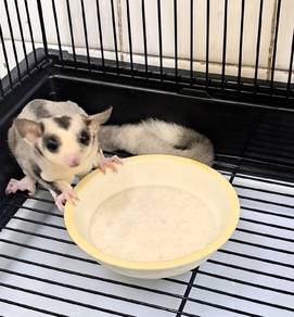 Sugar glider mosaic ring tail