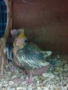Cockatiel Untuk dijual