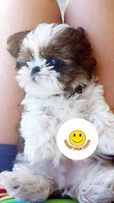 YY932223 Shih Tzu white and brown haired
