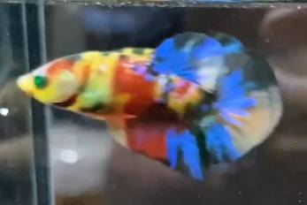 Betta and Guppy