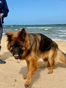 German Sheperd