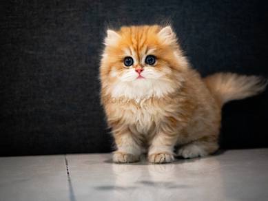 BLH British Longhair Kitten Male - Luffy