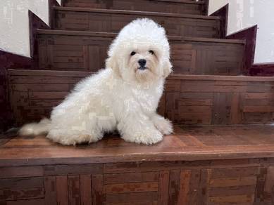 Bichon male puppies import China