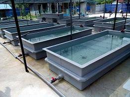 Tangki Tilapia ( offer )