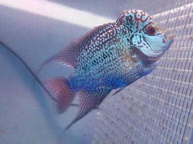 flowerhorn kamfa cantik mulus 