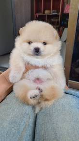 Pomeranian