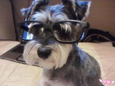 Schnauzer