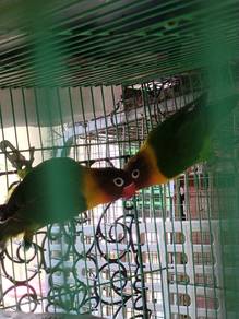 Masked Green Lovebird