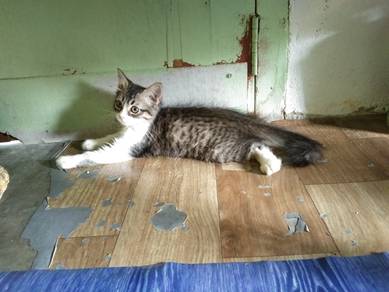 Mainecoon 