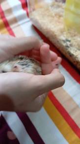 roborovski hamster 