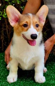 CORGI PUPPIES VIP16 Male Tri color
