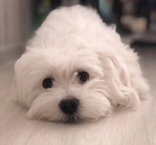 Snuggly Maltese Soft Cotton Puppy Baby Puppy