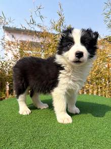 Male Black White BorderCollie Purebreed Best Price