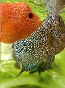 pairing kamfa ikan