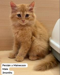 Mainecoon persian For Sale