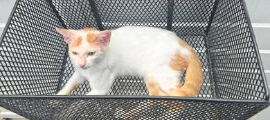 kucing for free