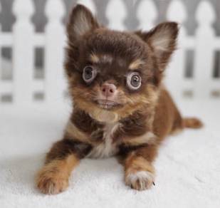 CHIHUAHUA PUPPIES 240 🌷Head Apple Cute Dog Boy
