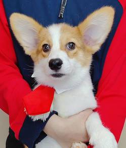 Welsh Corgi