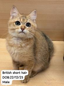 British Short Hair Golden Untuk Dijual !!