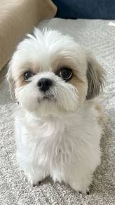 Sillygoose Shih Tzu / Shihpoo / Cute / Tricolor /