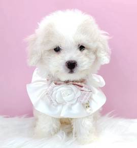 Poodle