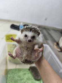 hedgehog baby 