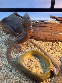 Bearded Dragon For Sale