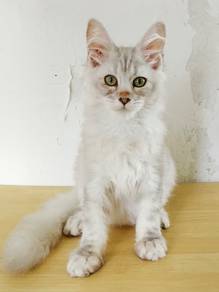 Mainecoon kitten female silver