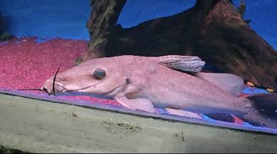 Girrafe Catfish Aquarium Fish 