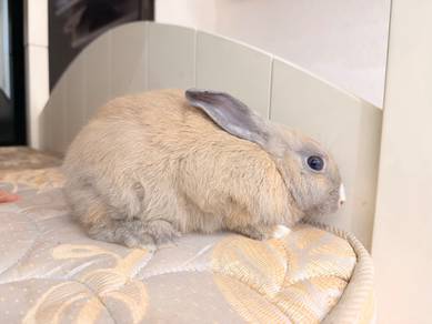 netherlands dwarf angora mix rabbit