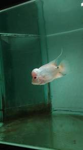 flowerhorn 