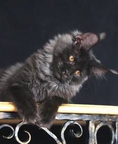 smoke black maine coon