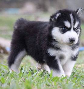 Wooly husky