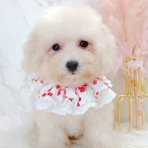 Poodle