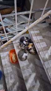 kitten , kampung mix medium hair