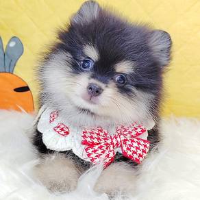 Pomeranain