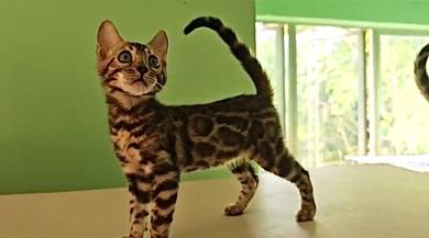 Bengal kittens good quality