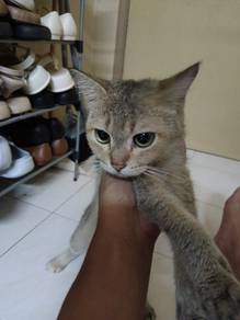 Dsh mixed Golden Bsh