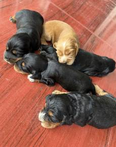 ENGLISH COCKER SPANIEL PUPPIES C159🌻 Male-Female