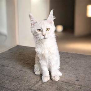 Mainecoon kittens pure