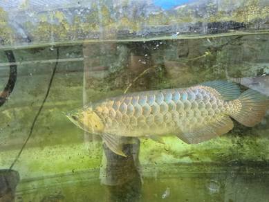 golden head blue based crossback  arowana 