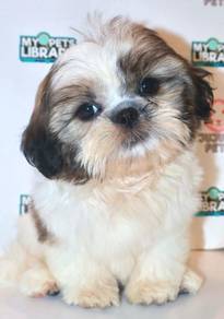 i34 Fluffy ShihTzu Dog