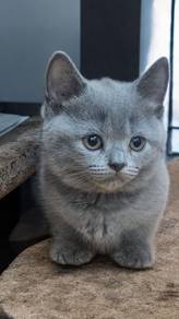 munchkin british